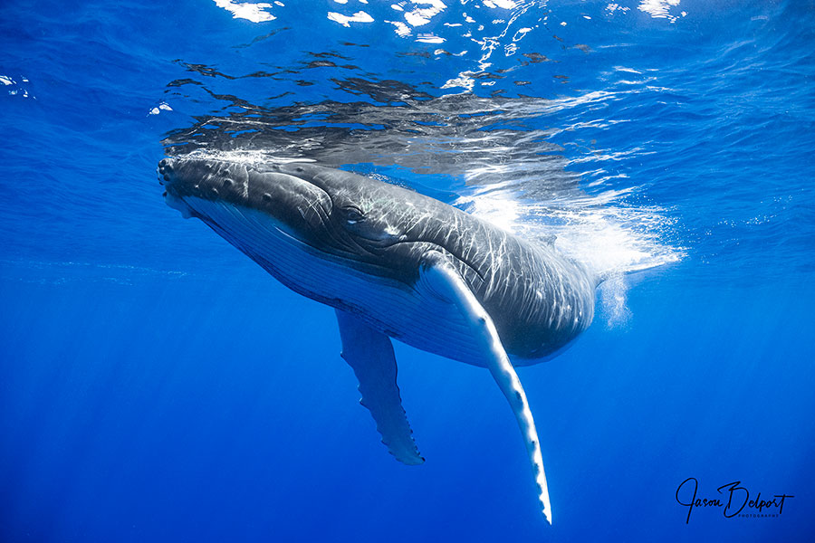 ©Jason Belport - Moorea Tahiti Dive Photo Trip - Showing Off