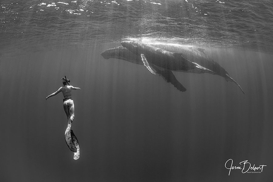 ©Jason Belport - Moorea Tahiti Dive Photo Trip - Siren