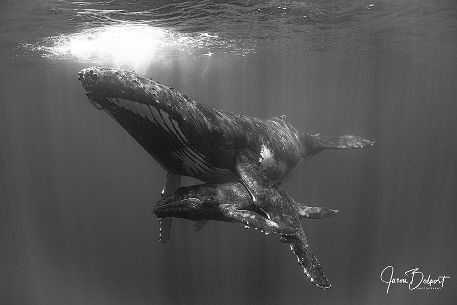 ©Jason Belport - Moorea Tahiti Dive Photo Trip - Sleepytime