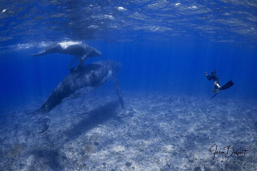 ©Jason Belport - Moorea Tahiti Dive Photo Trip - Shallow Whales with Photographer