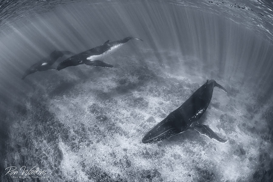 ©Ron Watkins - Moorea Tahiti Dive Photo Trip - 3 Whales