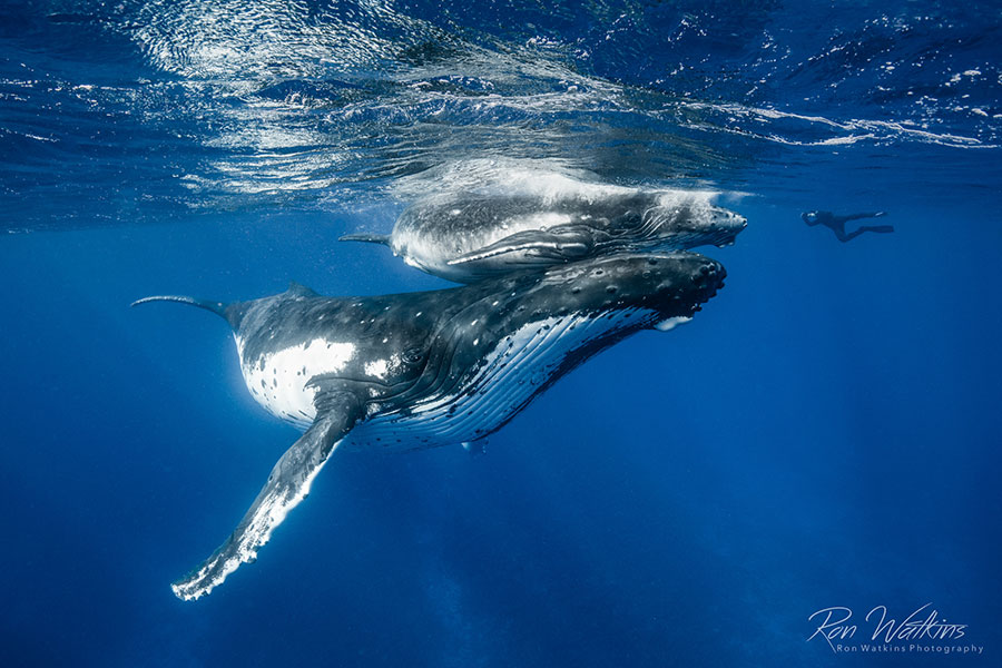 ©Ron Watkins - Moorea Tahiti Dive Photo Trip - Big Whales little Diver