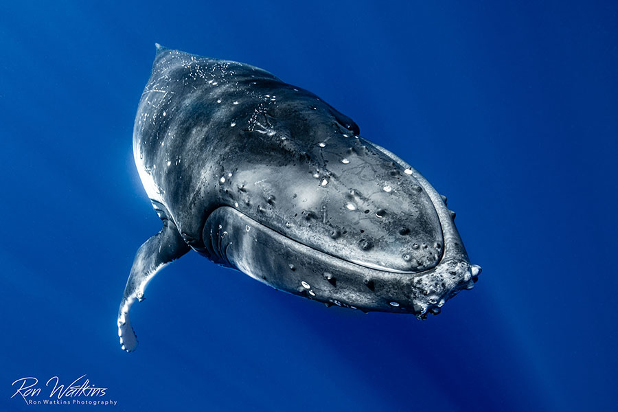 ©Ron Watkins - Moorea Tahiti Dive Photo Trip - Up Close & Personal