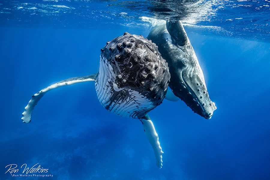 ©Ron Watkins - Moorea Tahiti Dive Photo Trip - Mother & Calf