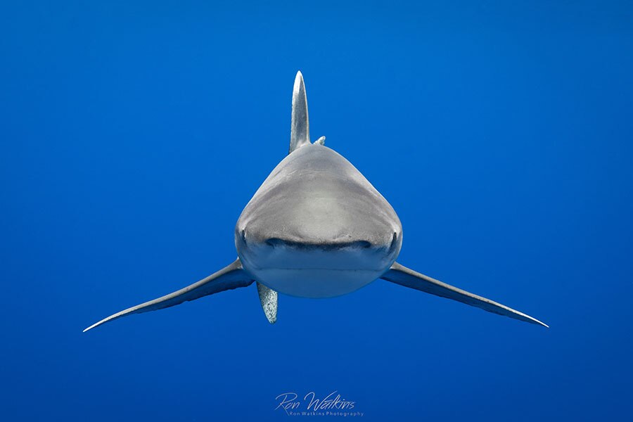 ©Ron Watkins - Moorea Tahiti Dive Photo Trip - Shark Head On