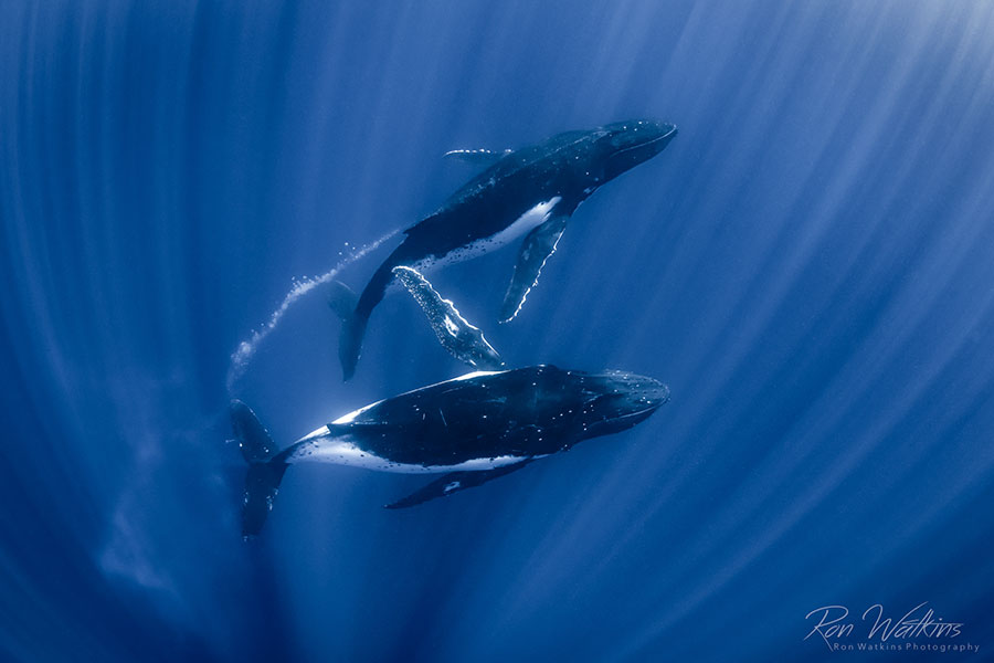 ©Jason Belport - Moorea Tahiti Dive Photo Trip - Whale Bubble Trails