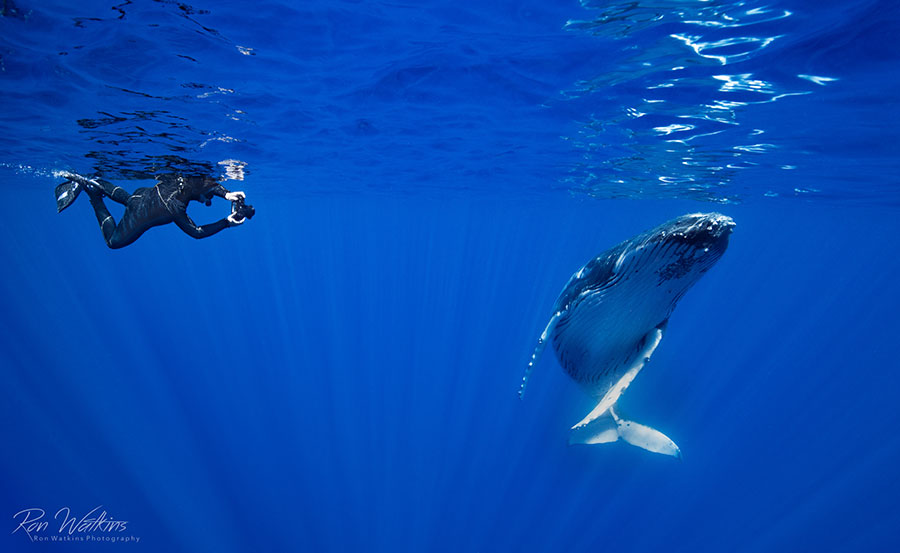 ©JRon Watkins - Moorea Tahiti Dive Photo Trip - Whale with Diver