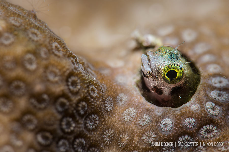 nikon d850 macro photography