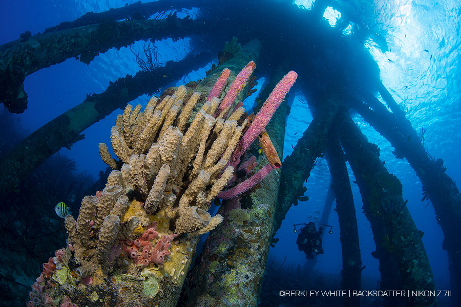 ©Berkley White - Nikon Z7 II Underwater Camera Review - Jim at Salt Pier ©Berkley White - Nikon Z7 II Underwater Camera Review - Jim at Salt Pier