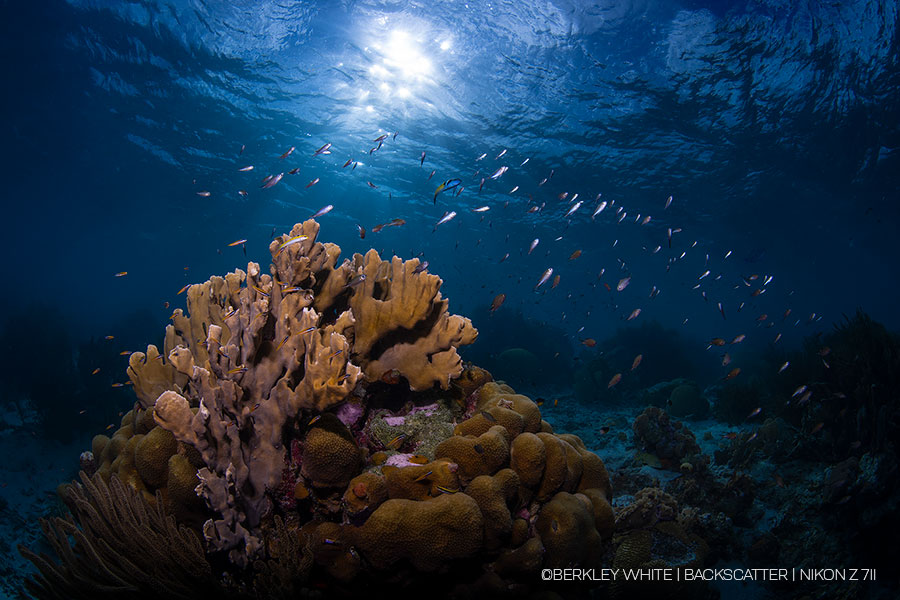 ©Berkley White - Nikon Z7 II Underwater Camera Review - 1/250 shutter catch ©Berkley White - Nikon Z7 II Underwater Camera Review - 1/250 shutter catch