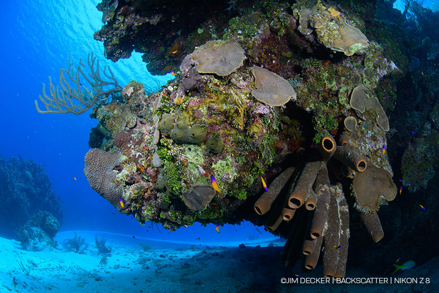 ©Jim Decker - Nikon Z8 Underwater Camera Review - Under ledge coral ©Jim Decker - Nikon Z8 Underwater Camera Review - Under ledge coral