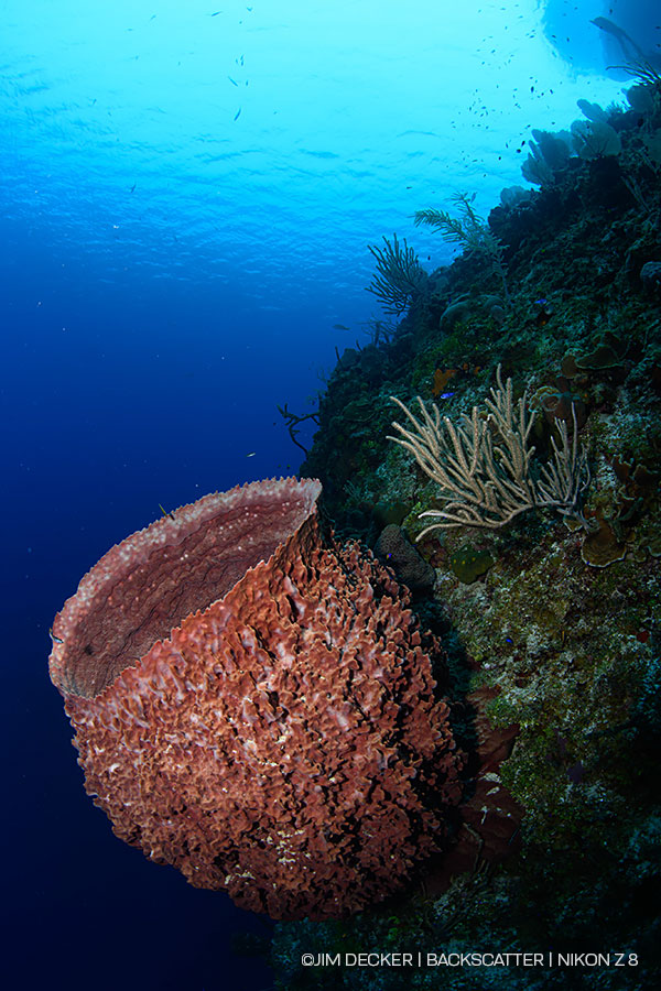 ©Jim Decker - Nikon Z8 Underwater Camera Review - red barrel sponge ©Jim Decker - Nikon Z8 Underwater Camera Review - red barrel sponge