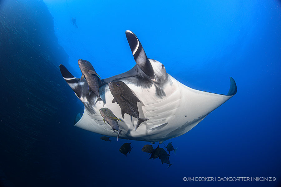 Nikon Z9 Underwater Camera Review - Underwater Photography