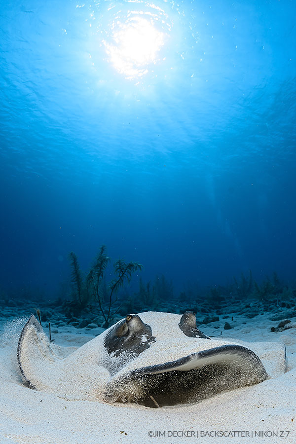 ©Jim Decker - How to shoot stingrays - Interesting shot ©Jim Decker - How to shoot stingrays - Interesting shot