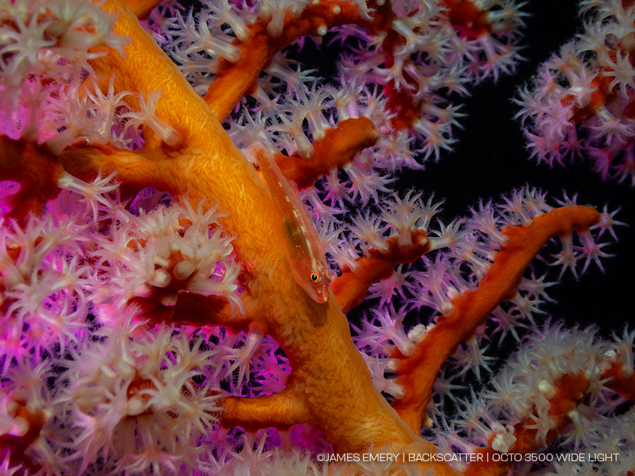 Show color filters in use, via video or stills. Same subject with multiple backdrops.