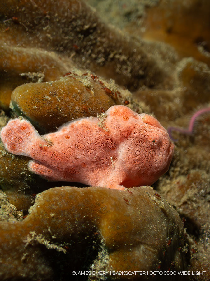 dorsal side of light with indicator light circled and labeled (see 4300 article section) 