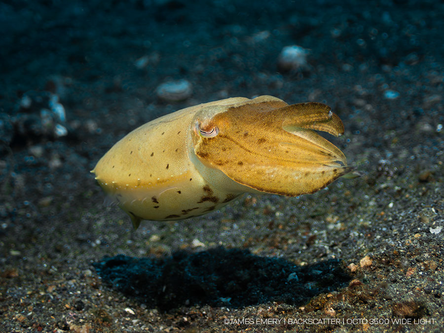 dorsal side of light with indicator light circled and labeled (see 4300 article section) 