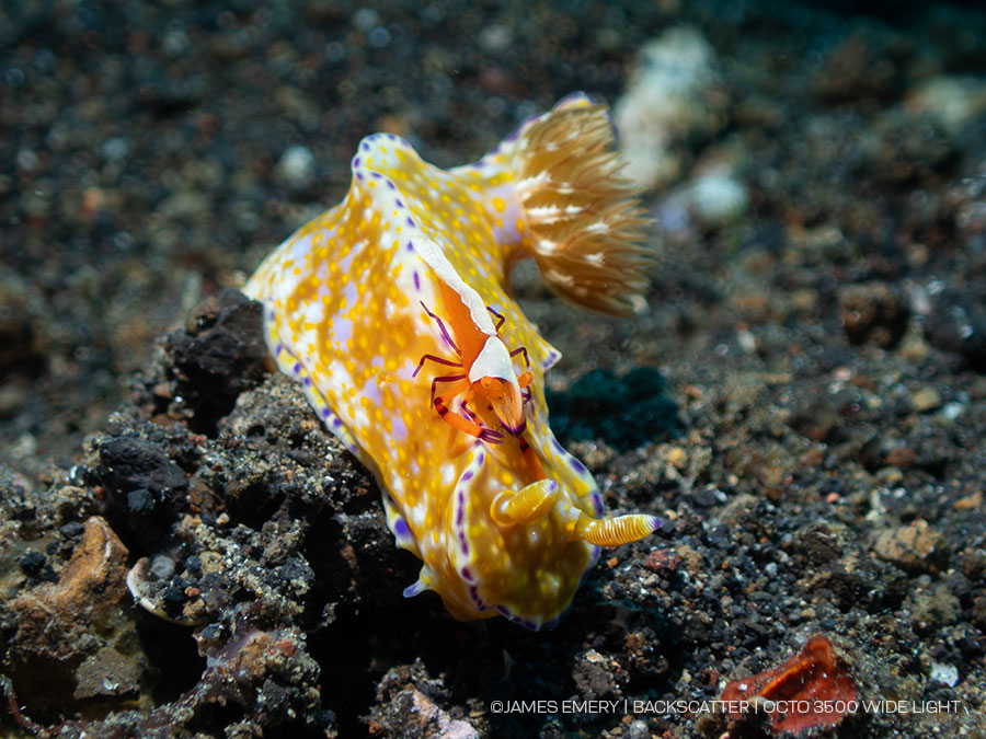 Backscattrer-Octo-3500-Wide-Underwater-V