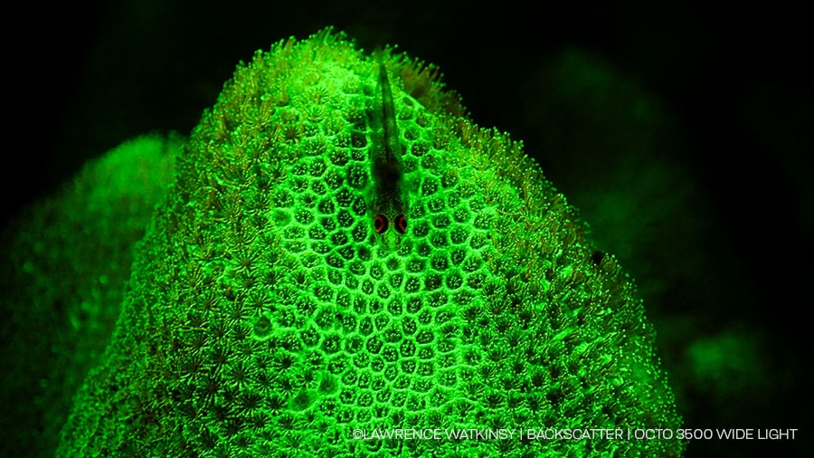 Fluoro video clip with-without or with-without still example. At the very least