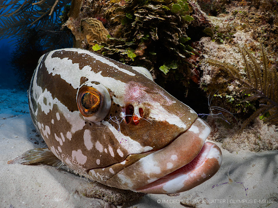 ©Jim Decker - Olympus OM-D E-M10 IV Underwater Camera & Housing Review - [embed photo: best underwater wide angle]