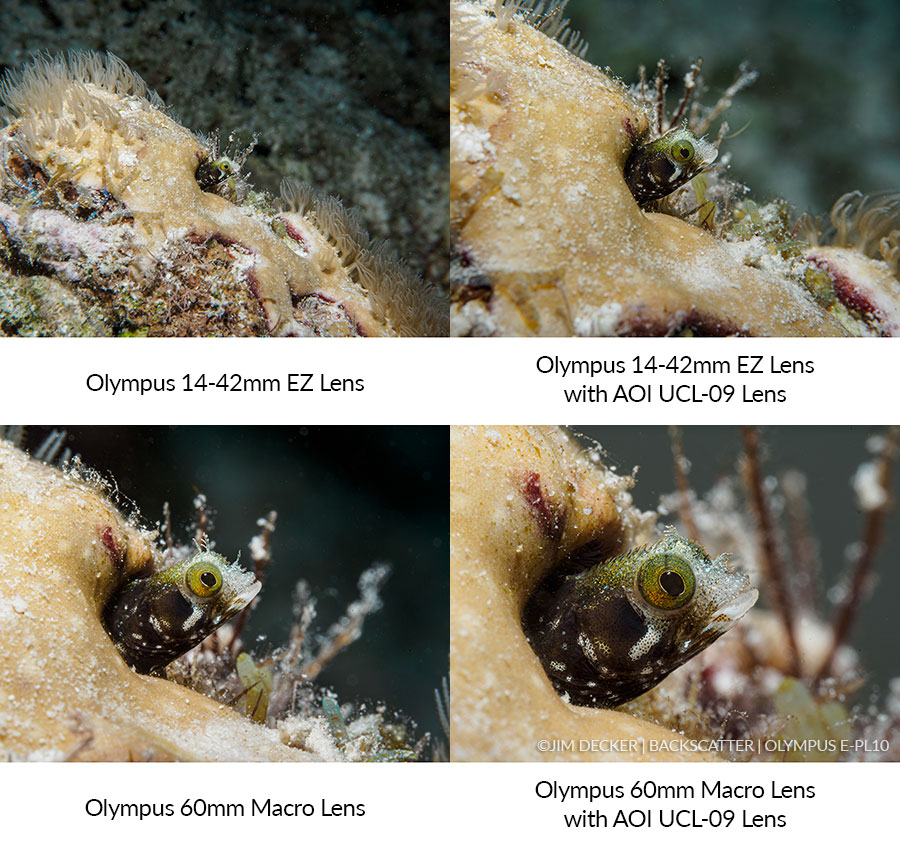 ©Jim Decker - Olympus OM-D E-M10 IV Underwater Camera & Housing Review - [embed photo: blenny 4-ways]