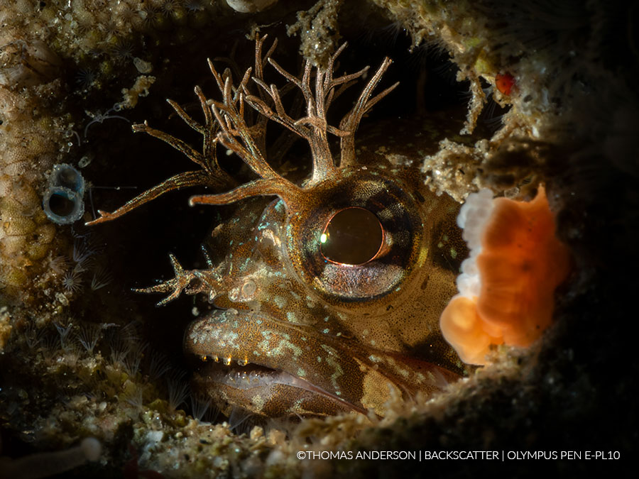 olympus epl 10 underwater