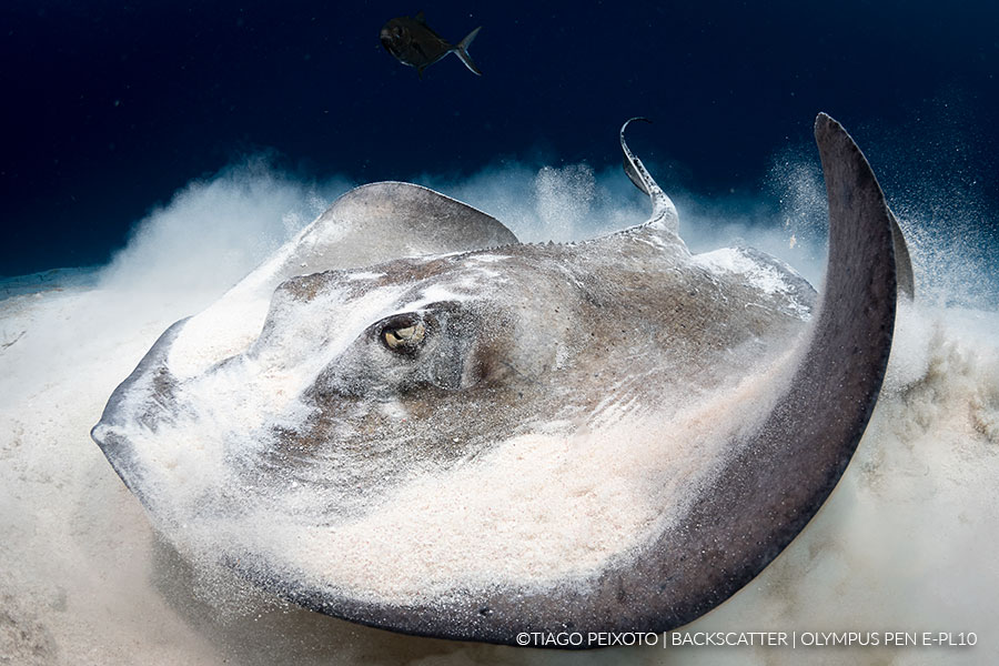 Olympus E Pl10 Underwater Camera Housing Review Underwater Photography Backscatter