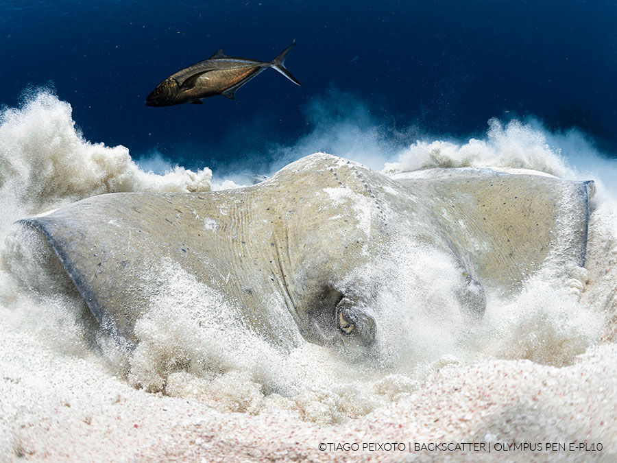 ©Tiago Peixoto - Olympus PEN E-PL10 Underwater - Stingray Feeding