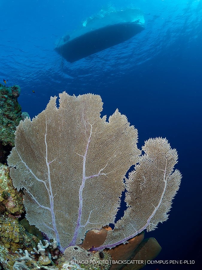 olympus epl 10 underwater