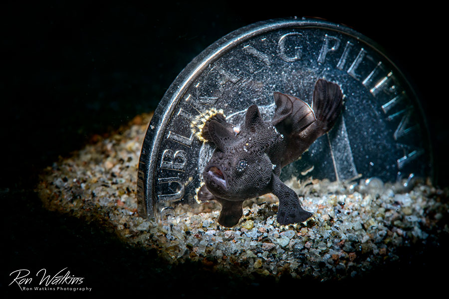 ©Backscatter - Malapascua & Dumaguete Philippines Thresher sharks, lush reefs, and unique macro critters June 8-20, 2027
