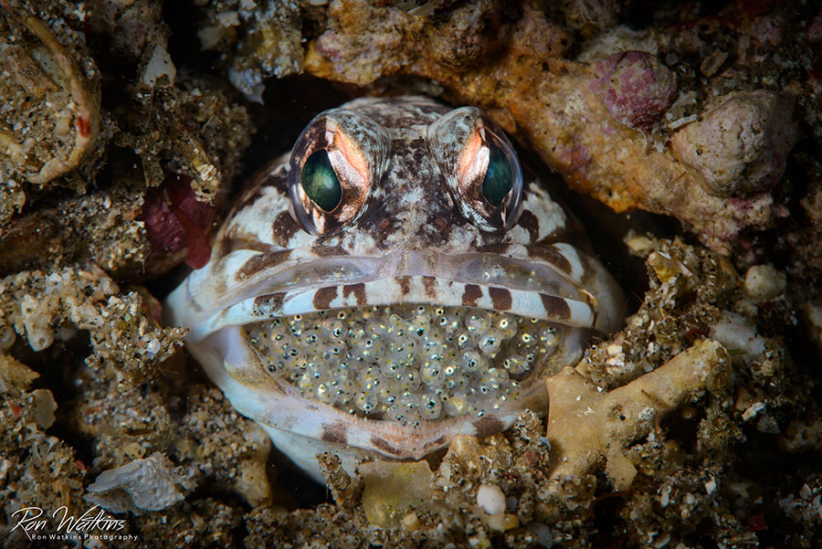 ©Backscatter - Malapascua & Dumaguete Philippines Thresher sharks, lush reefs, and unique macro critters June 8-20, 2027