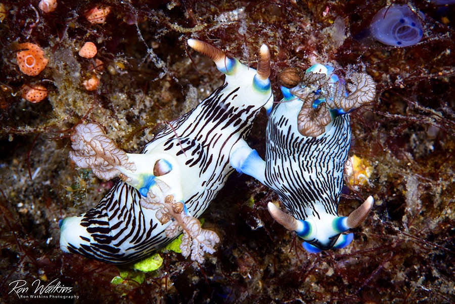©Ron Watkins - Atmosphere Philippines - Mating Nudibranchs