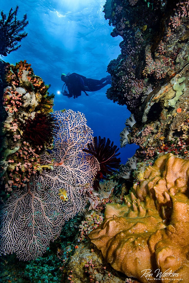 ©Ron Watkins - Atmosphere Philippines - Reef Diver