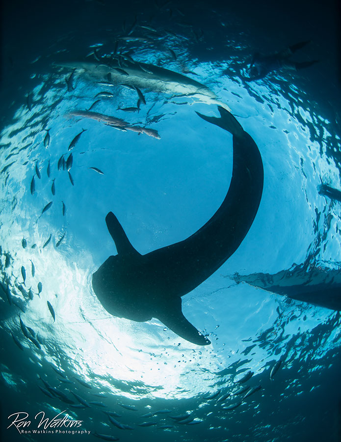 ©Ron Watkins - Atmosphere Philippines - Whaleshark