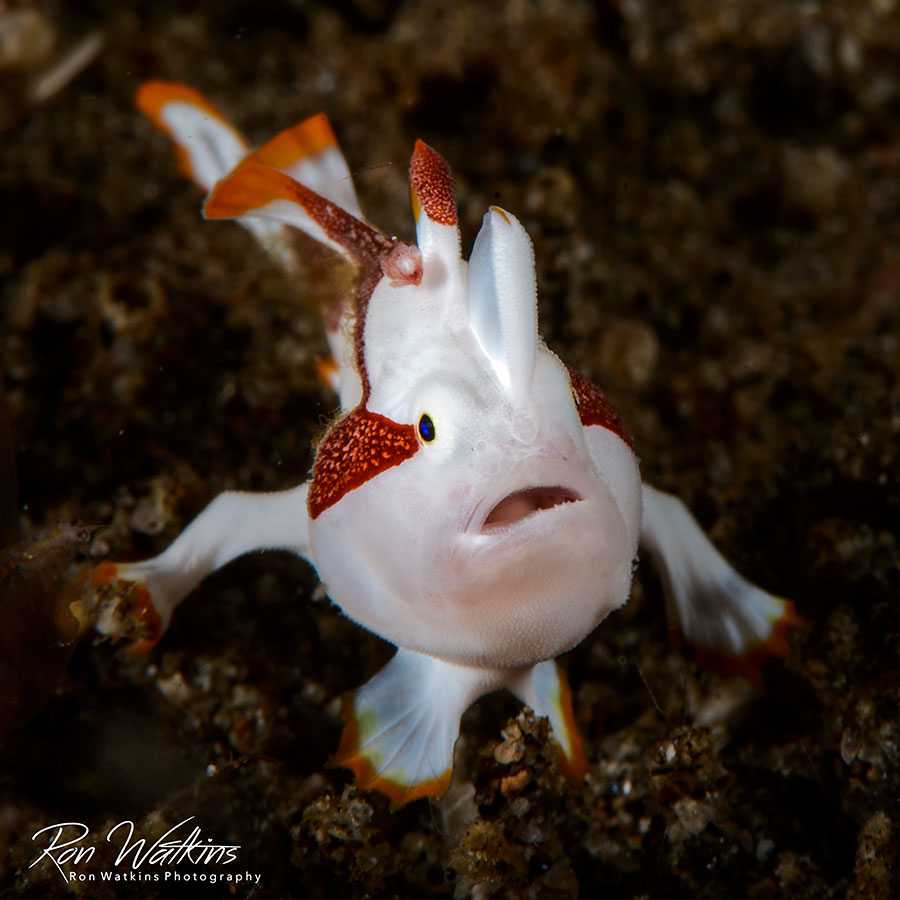 ©Ron Watkins - Atmosphere Philippines - White Frogfish