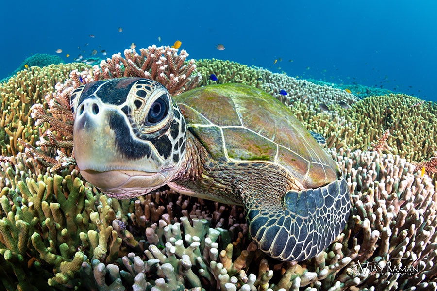 ©Backscatter - Malapascua & Dumaguete Philippines Thresher sharks, lush reefs, and unique macro critters June 8-20, 2027