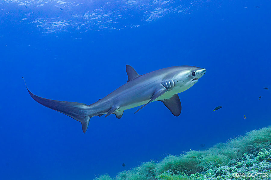 ©Backscatter - Malapascua & Dumaguete Philippines Thresher sharks, lush reefs, and unique macro critters June 8-20, 2027