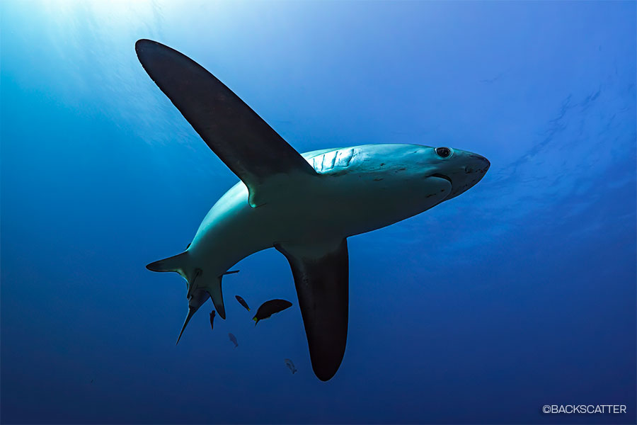 ©Backscatter - Malapascua & Dumaguete Philippines Thresher sharks, lush reefs, and unique macro critters June 8-20, 2027