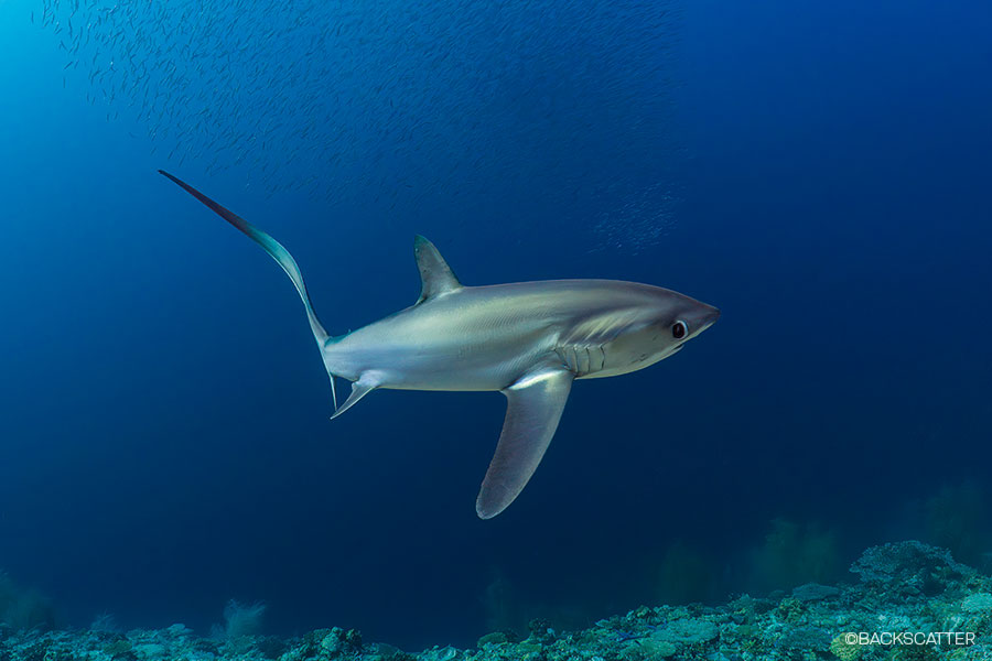 ©Backscatter - Malapascua & Dumaguete Philippines Thresher sharks, lush reefs, and unique macro critters June 8-20, 2027