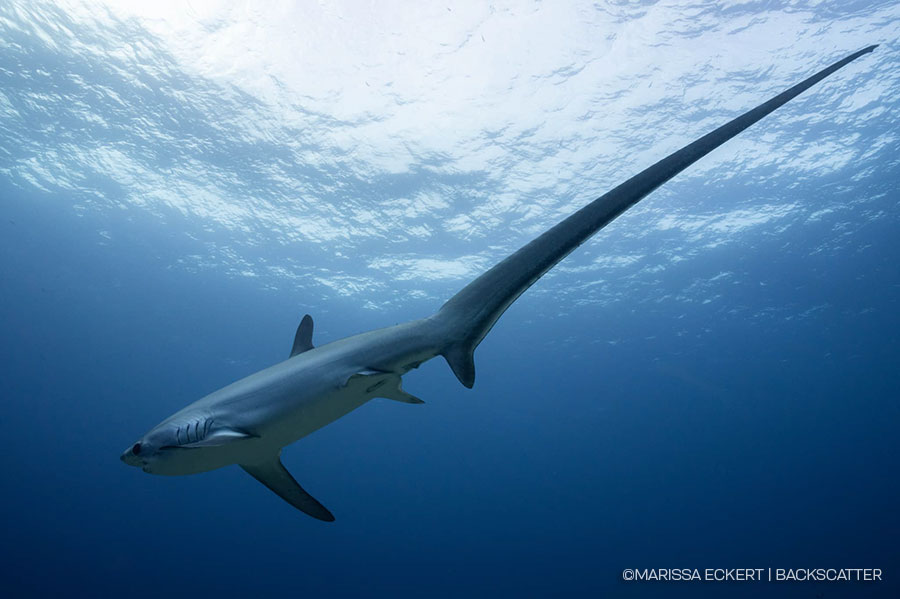 ©Backscatter - Malapascua & Dumaguete Philippines Thresher sharks, lush reefs, and unique macro critters June 8-20, 2027