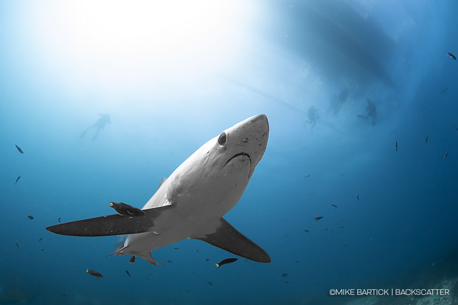 ©Backscatter - Malapascua & Dumaguete Philippines Thresher sharks, lush reefs, and unique macro critters June 8-20, 2027