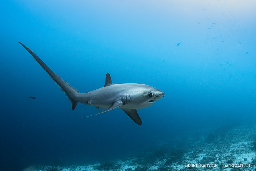 ©Backscatter - Malapascua & Dumaguete Philippines Thresher sharks, lush reefs, and unique macro critters June 8-20, 2027