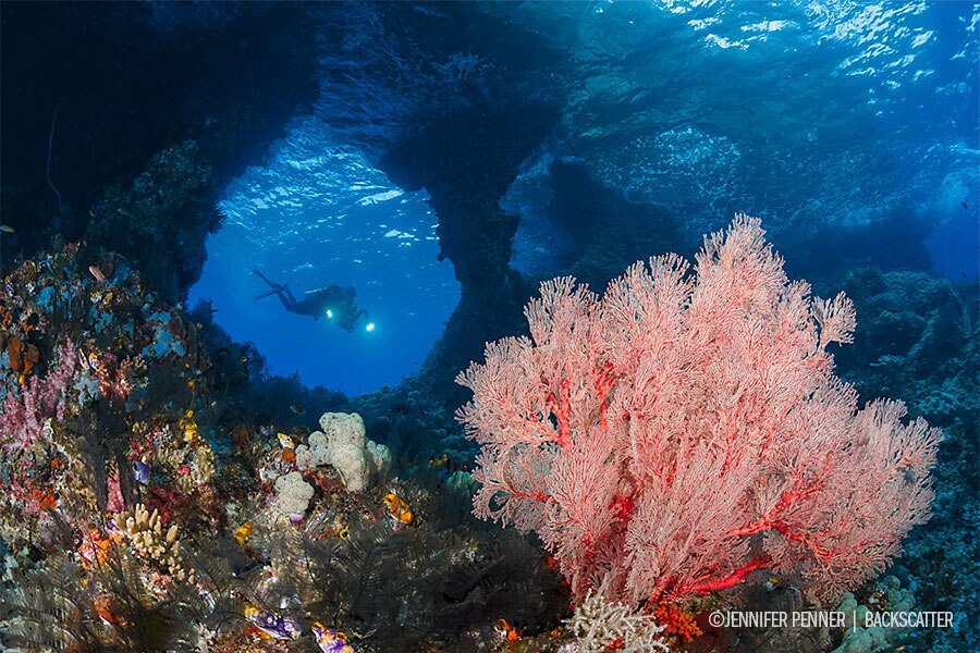 Raja Ampat, Indonesia – Dive Damai II - Coral