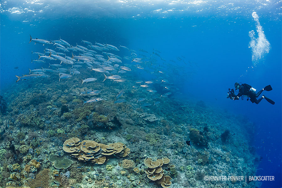 Raja Ampat, Indonesia – Dive Damai II - School of Fish