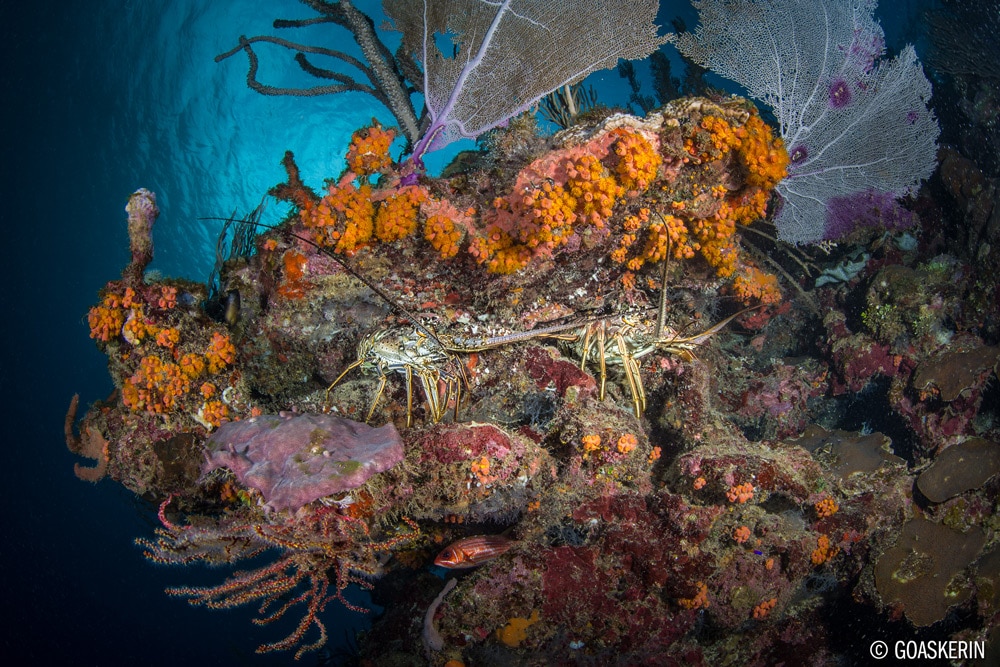 © Erin Quigly - Wide Angle Underwater Photography Boot Camp – Roatan – January 20-27th, 2018