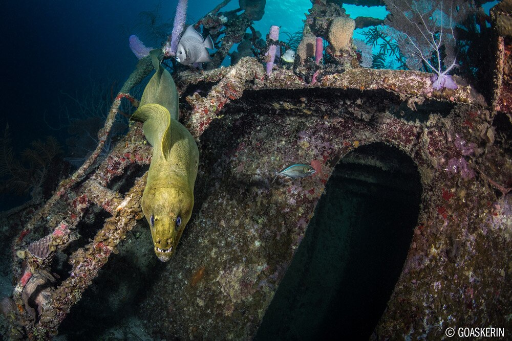 © Erin Quigly - Wide Angle Underwater Photography Boot Camp – Roatan – January 20-27th, 2018