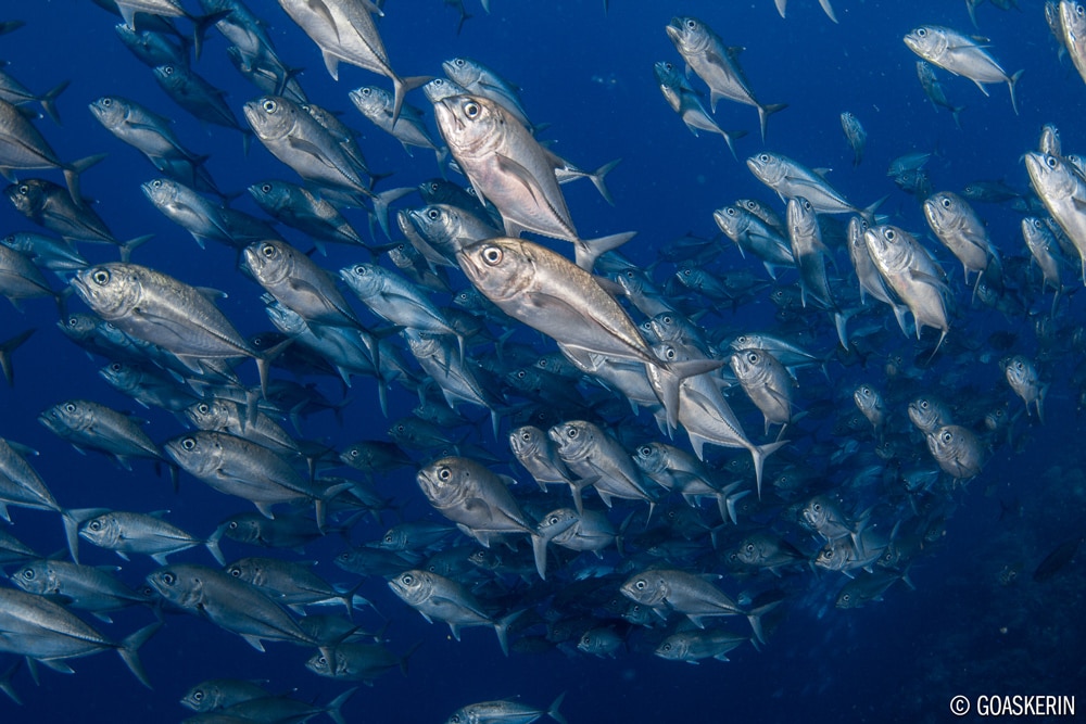 ©Erin Quigley - Socorro Islands Mexico - Nautilus Explorer - School of Fish