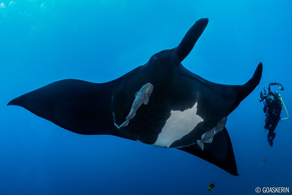 ©Erin Quigley - Socorro Islands Mexico - Nautilus Explorer - Black Manta