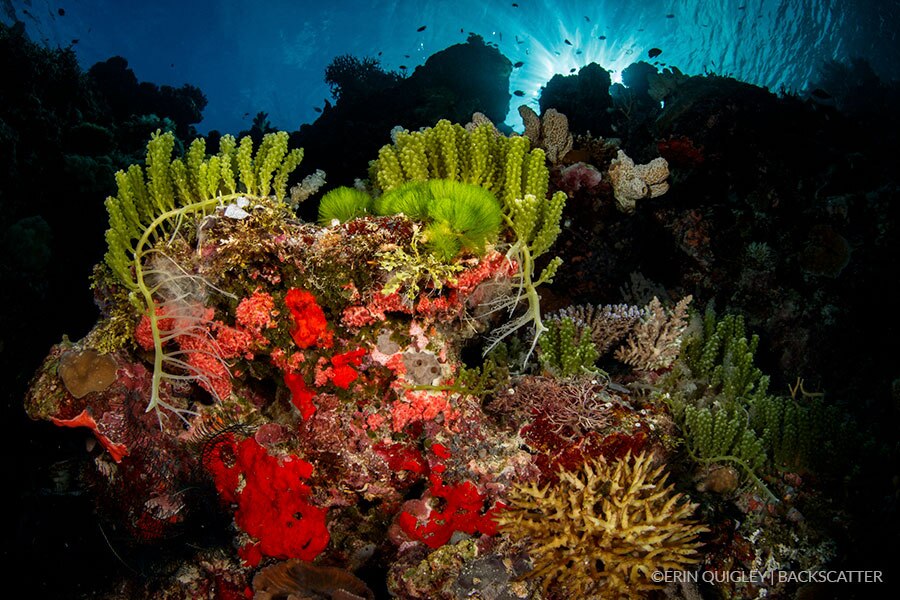 Solomon Islands – Bilikiki 2020