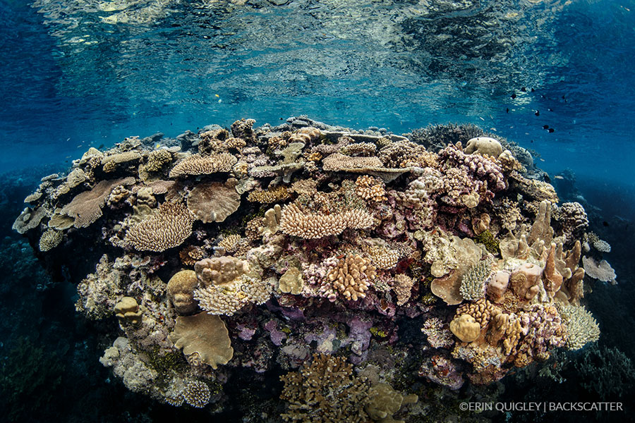 Solomon Islands – Bilikiki 2020